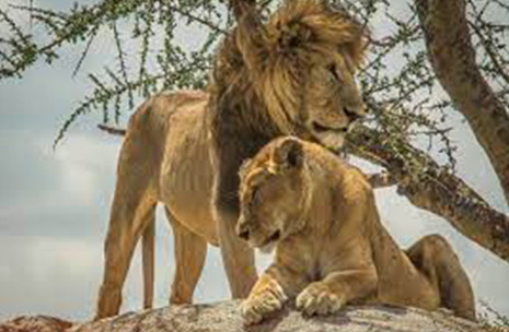 Selous/ Nyerere/ Mikumi/ Ruaha/ Mahale And Katavi